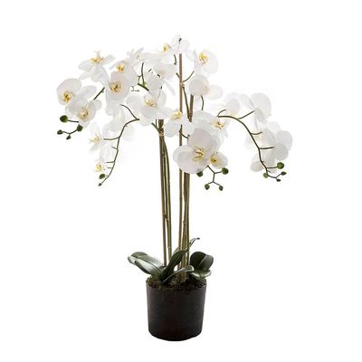 Orchid in Paper Pot Medium 90cm White