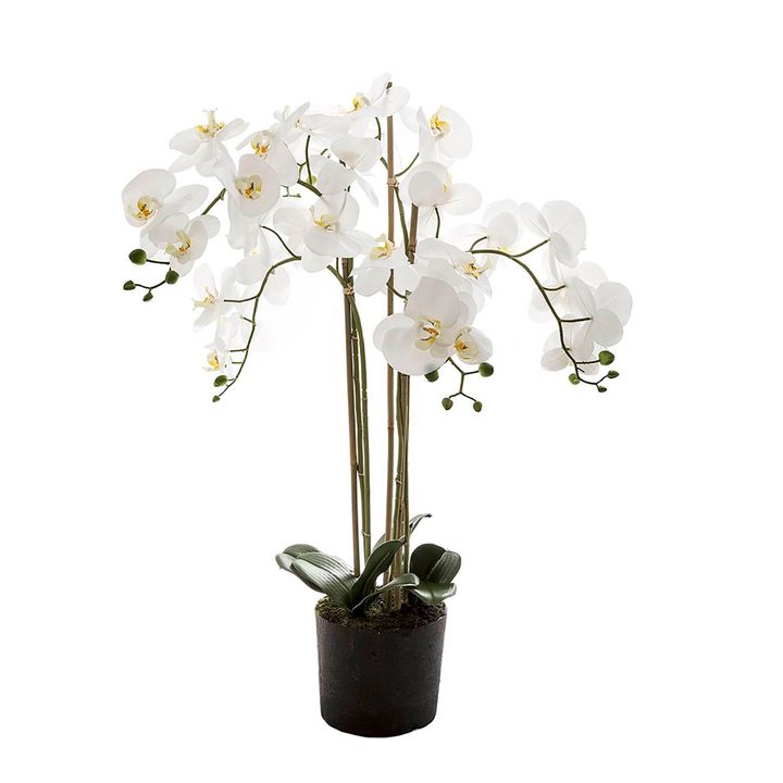 Orchid in Paper Pot Medium 90cm White