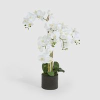 Orchid in Paper Pot Medium 90cm White