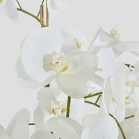 Orchid in Paper Pot Medium 90cm White