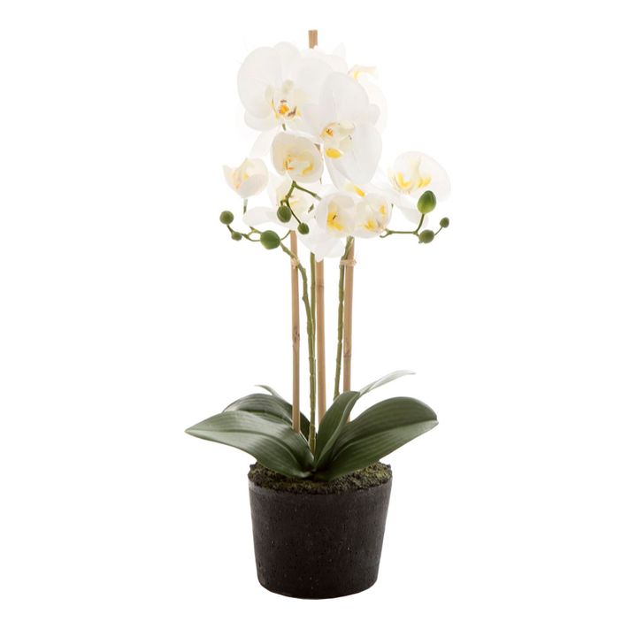 Orchid in Paper Pot Small 52cm White