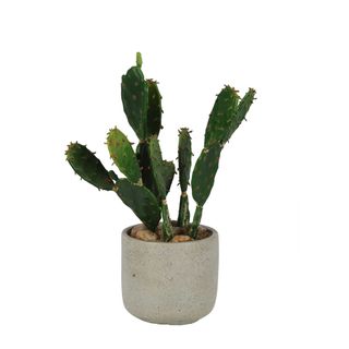 Desert Cactus 32cm