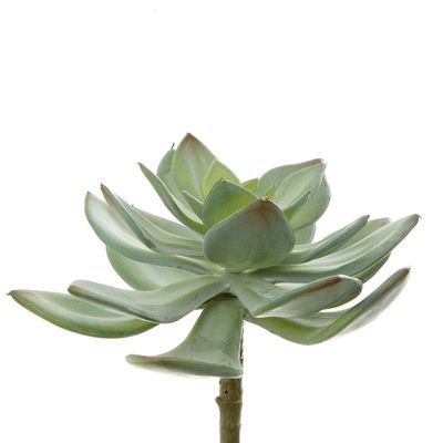 Succulent Pearl Pick 15cm Green