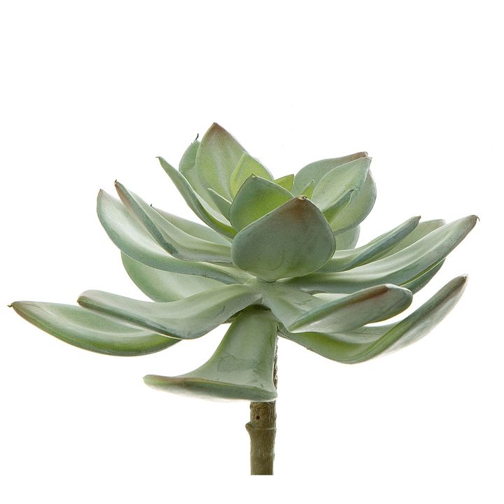 Succulent Pearl Pick 15cm Green