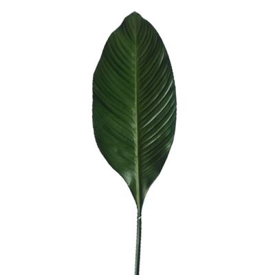 Leaf Spathiphylium 1m