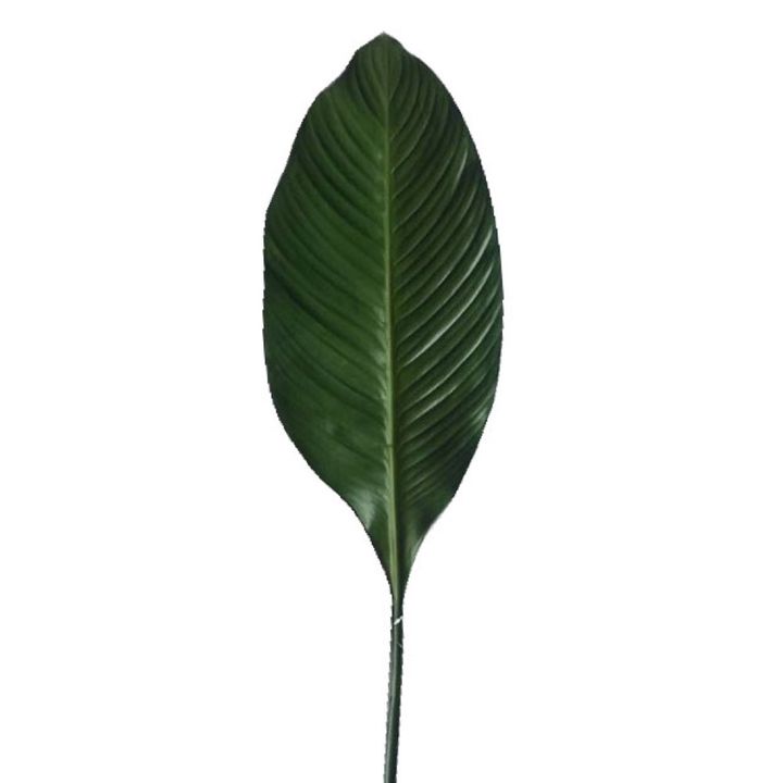 Leaf Spathiphylium 1m
