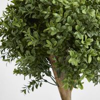 Boxwood Double Ball Tree 1.1m