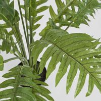 Fern Hares Foot 1.07m