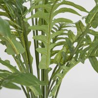 Fern Hares Foot 1.07m