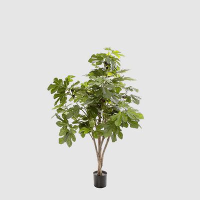 Fig Tree 1.1m
