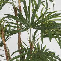 Honey Lady Palm 1.4m