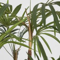 Honey Lady Palm 1.4m
