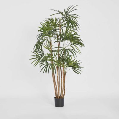 Honey Lady Palm 1.4m