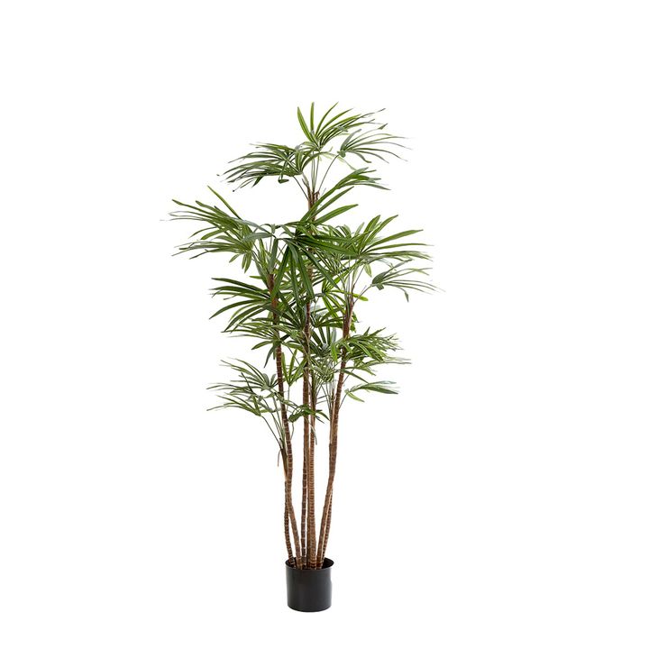 Honey Lady Palm 1.4m