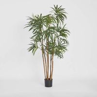 Honey Lady Palm 1.4m
