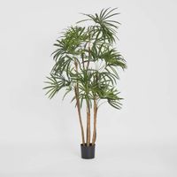 Honey Lady Palm 1.4m