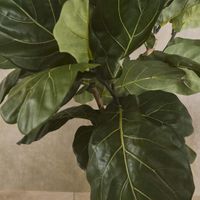 Fiddle Leaf Tree Real Touch 1.32m