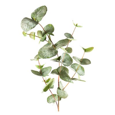 Eucalyptus Spray Mixed Sized Leaves 87cm