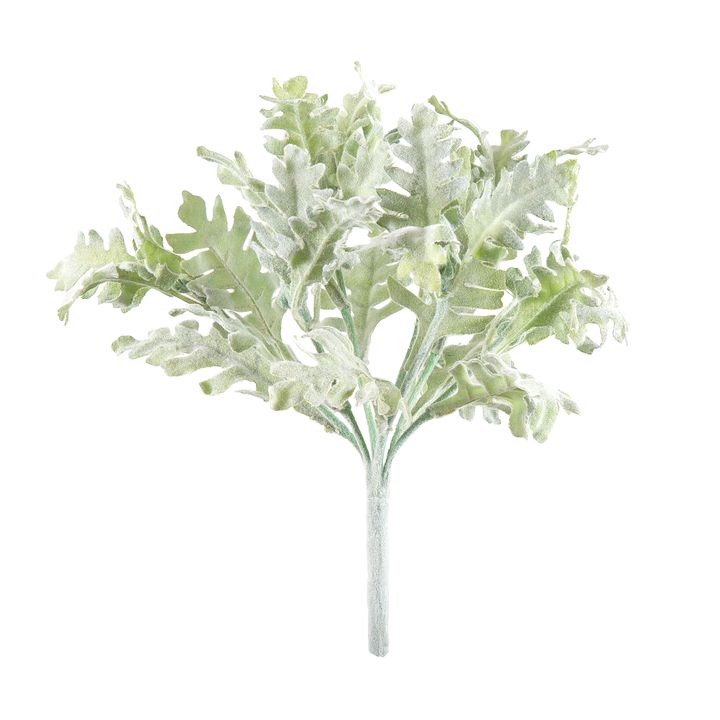 Dusty Miller Bush 25cm