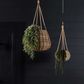 Fern Staghorn Hanging Grey and Green 80cm