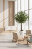 Giant Olive Tree 2.3m