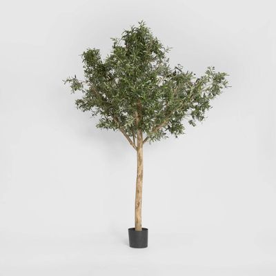 Giant Olive Tree 2.3m