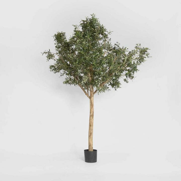 Giant Olive Tree 2.3m
