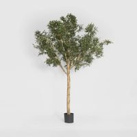 Giant Olive Tree 2.3m