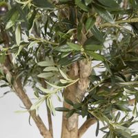 Giant Olive Tree 2.3m