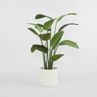 Bird of Paradise 1.8m