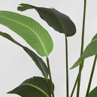 Bird of Paradise 1.8m