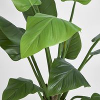 Philo Tree Real Touch 1.4m