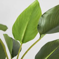 Bird of Paradise Real Touch 64cm