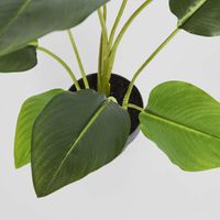 Bird of Paradise Real Touch 64cm