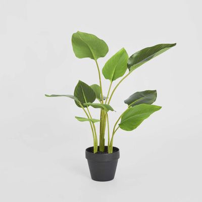 Bird of Paradise Real Touch 64cm