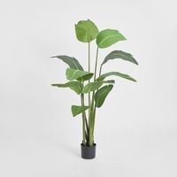 Bird of Paradise Plant 150cm