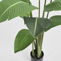 Bird of Paradise Plant 150cm