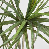 Yucca Tree Real Touch 1.25m