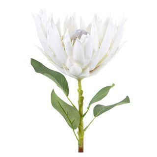 Protea Spray Open with Leaves 70cm