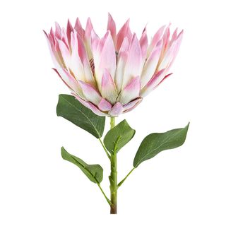 Protea Spray Open with Leaves 70cm Pink