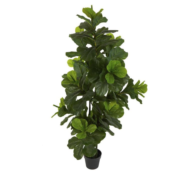 Fiddle Leaf Tree 175cm