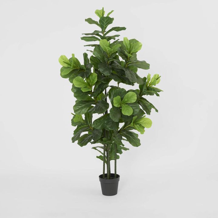 Fiddle Leaf Tree 175cm
