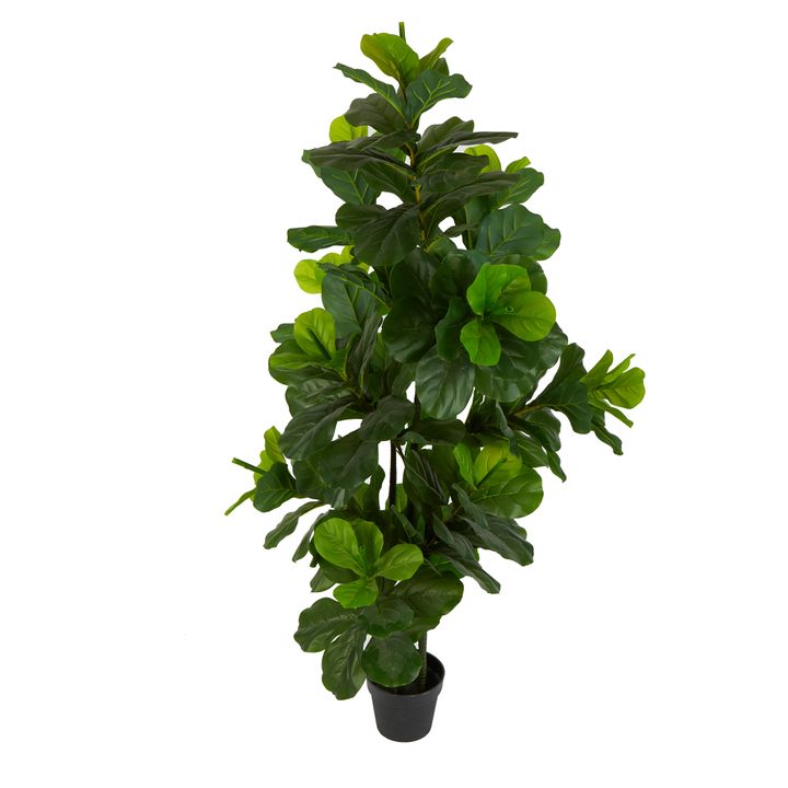 Fiddle Leaf Tree 175cm