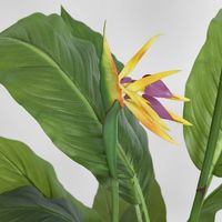 Flowering Bird of Paradise 150cm