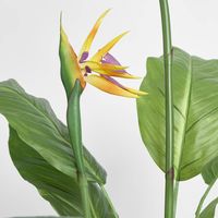 Flowering Bird of Paradise 150cm