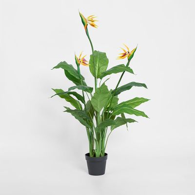 Flowering Bird of Paradise 150cm