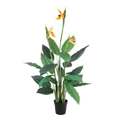 Flowering Bird of Paradise 150cm