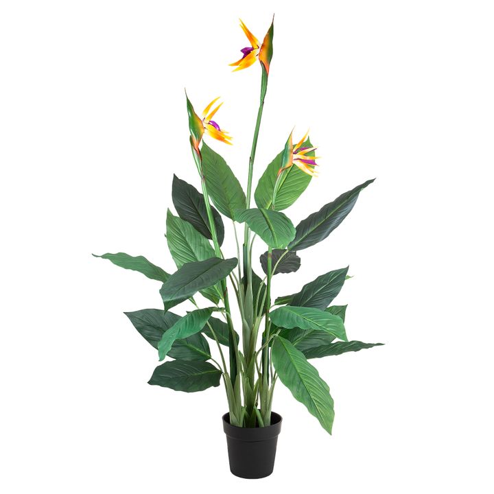 Flowering Bird of Paradise 150cm