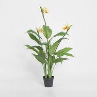 Flowering Bird of Paradise 150cm