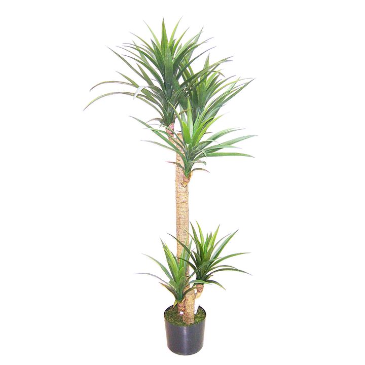 Yucca Head Tree in Plastic Pot 1.5m